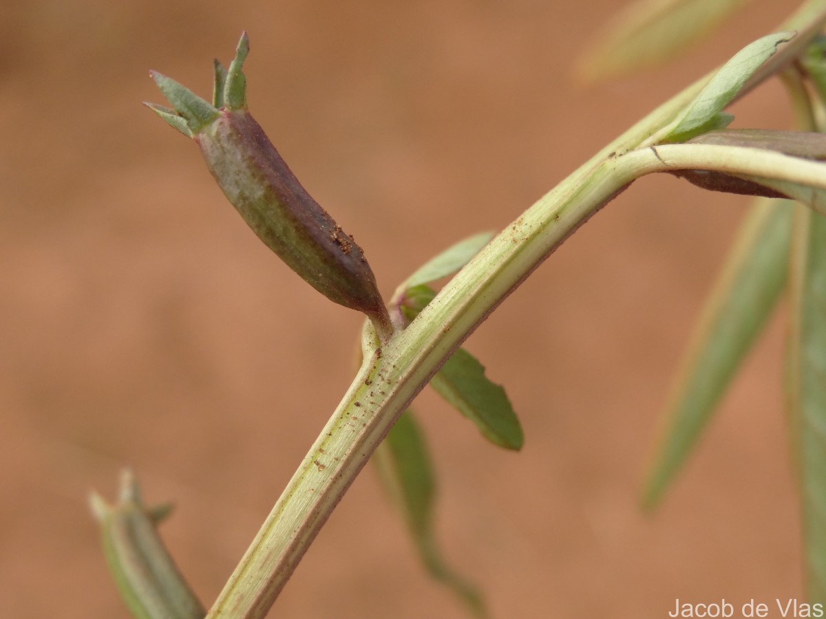 Ludwigia perennis L.